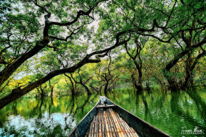 Ratargul Swamp Forest, Sunamganj