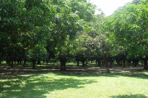 Mujib Nagar Aambagan, Meherpur