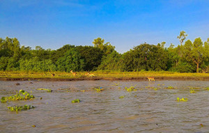 Kochikhali Tiger Point, Bagerhat